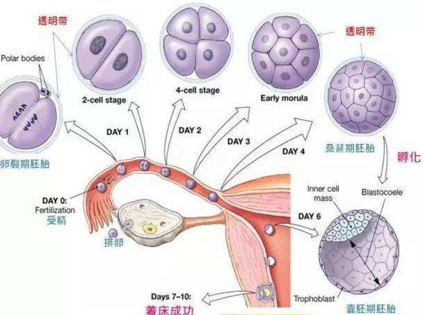 生理痛 胚移植後 体外受精１回目・残念。。。