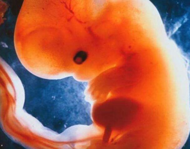什么是胎芽（胚芽）