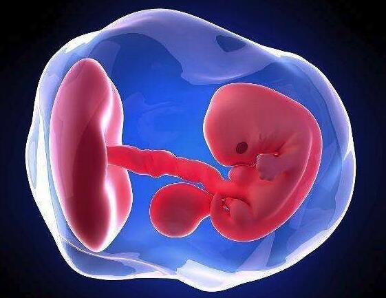 胚胎移植后胎芽多久能看到