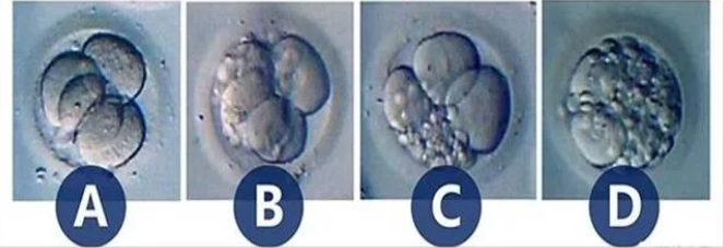 胚胎质量等级划分