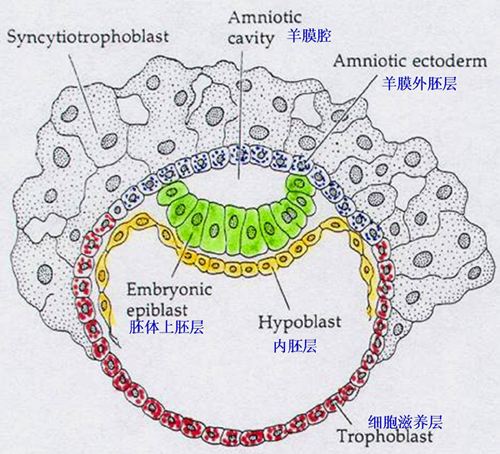 原肠胚的三个胚层图解图片