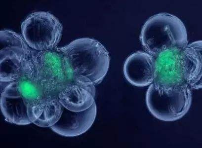 原肠胚有几个胚层