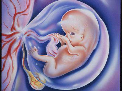 早期胚胎发育阶段是怎么划分的