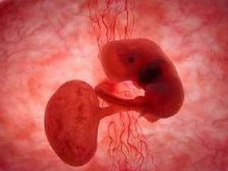胎儿发育停止怎么办