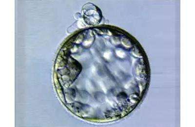 4aa囊胚质量怎么样，能成功怀孕吗