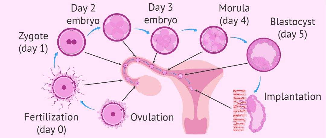 囊胚发育阶段