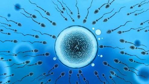 精子DNA碎片率高是怎么回事