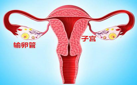 女性输卵管发育不良是什么意思