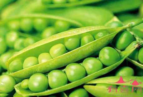 哺乳期能吃豌豆吗
