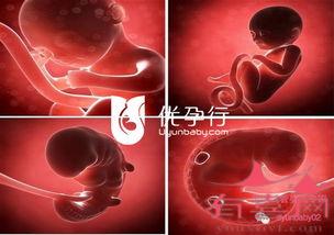 囊胚移植14天hcg值多少才正常