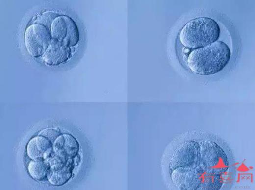 鲜胚移植成功率高吗