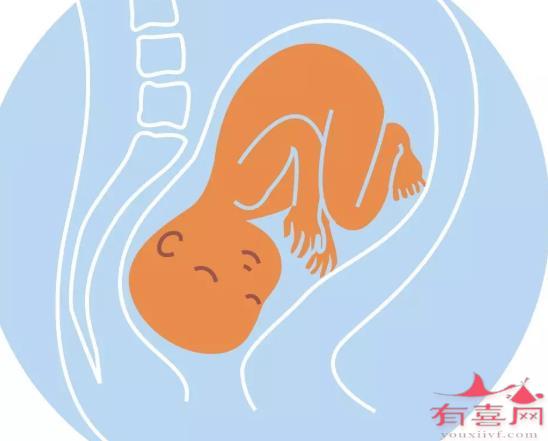 右枕后位胎儿图 胎位图片