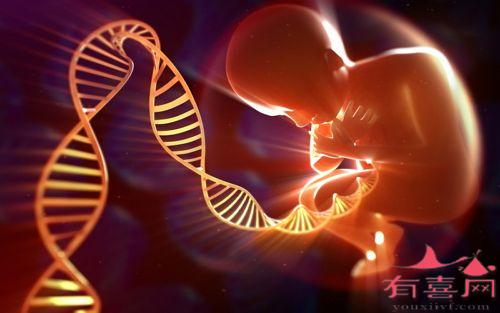卵裂期胚胎移植的成功率高吗