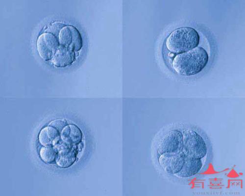 造成胚胎不卵裂的原因是什么