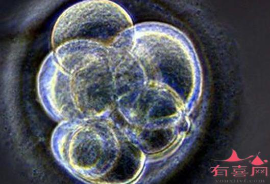 胚胎碎片多移植能成功吗