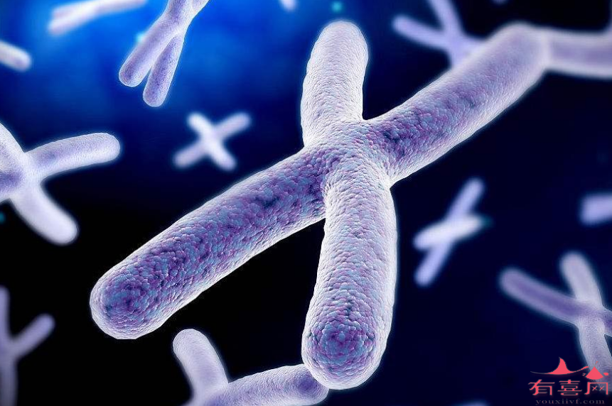 染色体核型分析可以检查哪些疾病