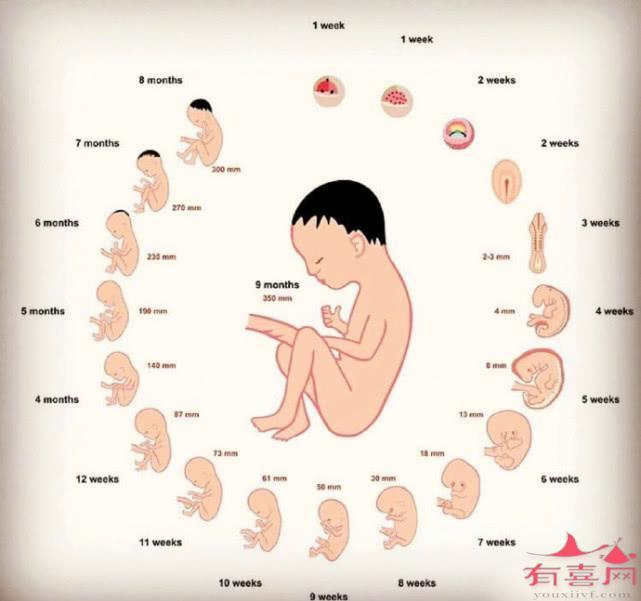 胚轴发育成什么对应图图片