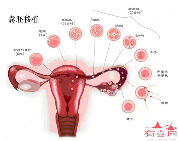 囊胚移植第七天有什么症状