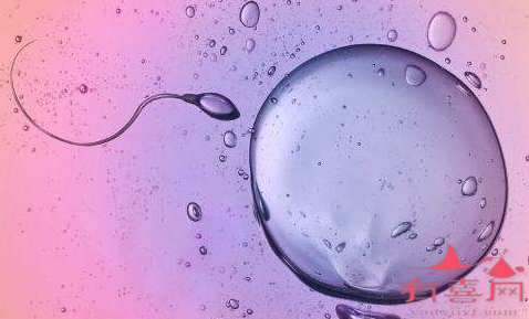 同房后精子和卵子多长时间结合