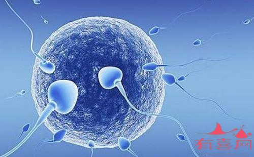 抗精子抗体能做试管婴儿吗