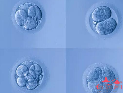 三级胚胎可以移植吗