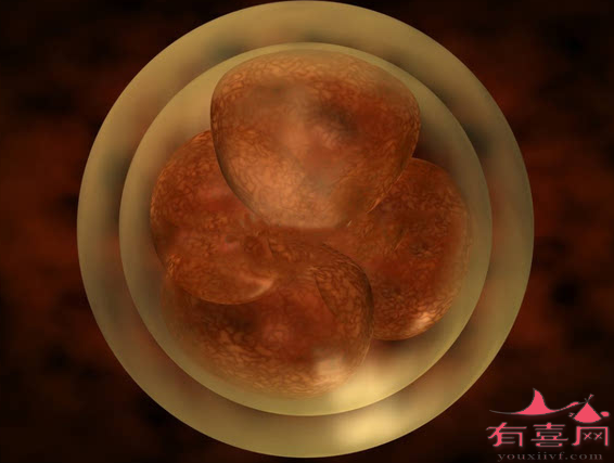 三级胚胎移植成功率有多高