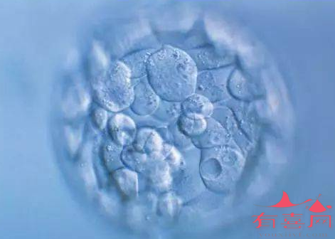 什么样的胚胎可以囊胚培养