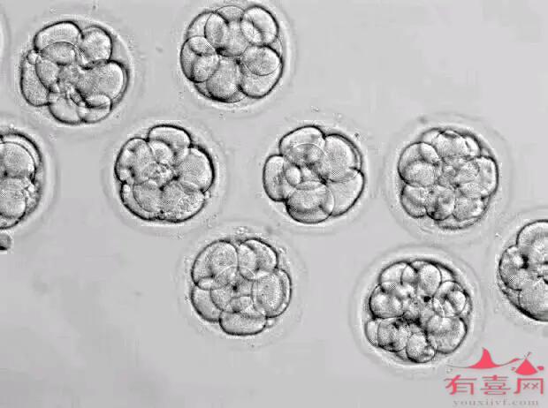养囊成功的都是优质胚胎吗
