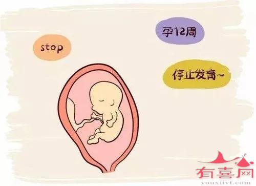 胚胎质量不好一般几周会胎停