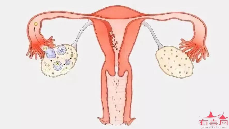 你知道输卵管性不孕的症状有哪些吗