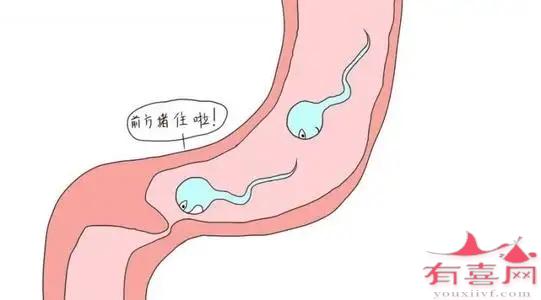 输卵管堵塞吃什么比较好，可以改善疏通吗