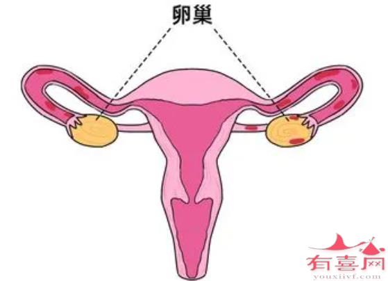 一般正常卵巢的大小应该是多少mm